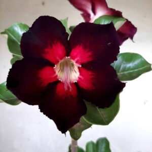Planta Simples 1621 – 40cm – 02 anos