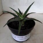 SUCULENTA "ALOE" Nº 01