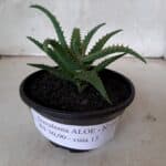 SUCULENTA "ALOE" Nº 06 - cuia 13