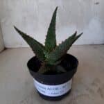 SUCULENTA "ALOE" Nº 15 - vaso 11