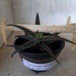 SUCULENTA "ALOE" Nº 15 - cuia 13