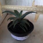 SUCULENTA "ALOE" Nº 16 - cuia 13