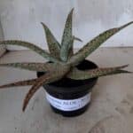 SUCULENTA "ALOE" Nº 17 - vaso 11