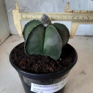 ASTROPHYTUM MYRIOSTIGMA "NUDUM" Nº 151 – vaso 15