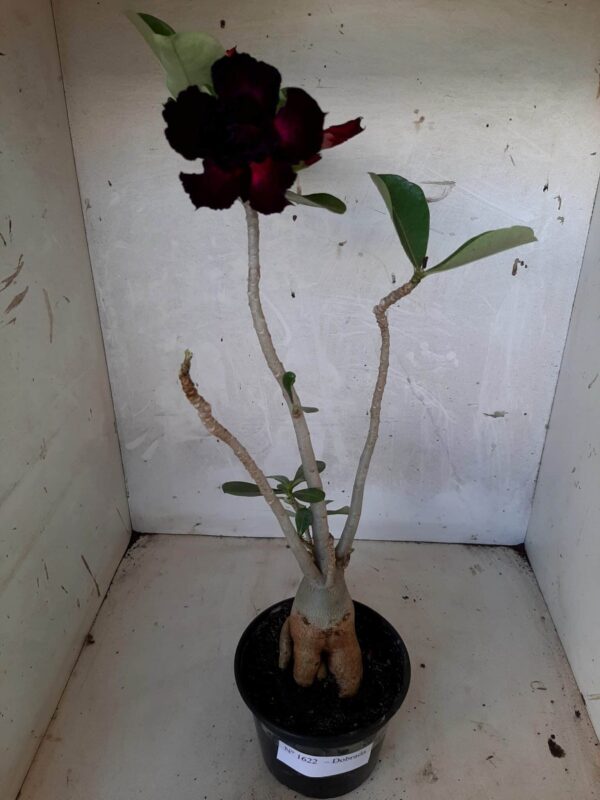 Planta Dobrada 1622 – 35cm – 02 anos - Imagem 2