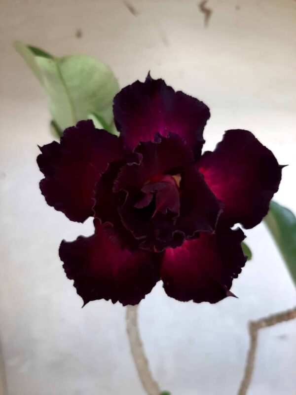 Planta Dobrada 1622 – 35cm – 02 anos - Imagem 1