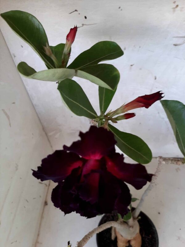 Planta Dobrada 1622 – 35cm – 02 anos - Imagem 4