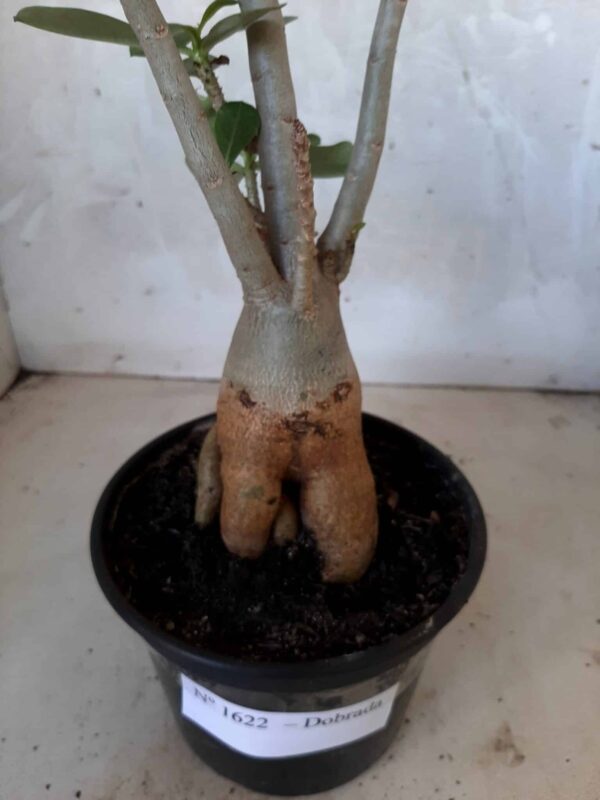 Planta Dobrada 1622 – 35cm – 02 anos - Imagem 7