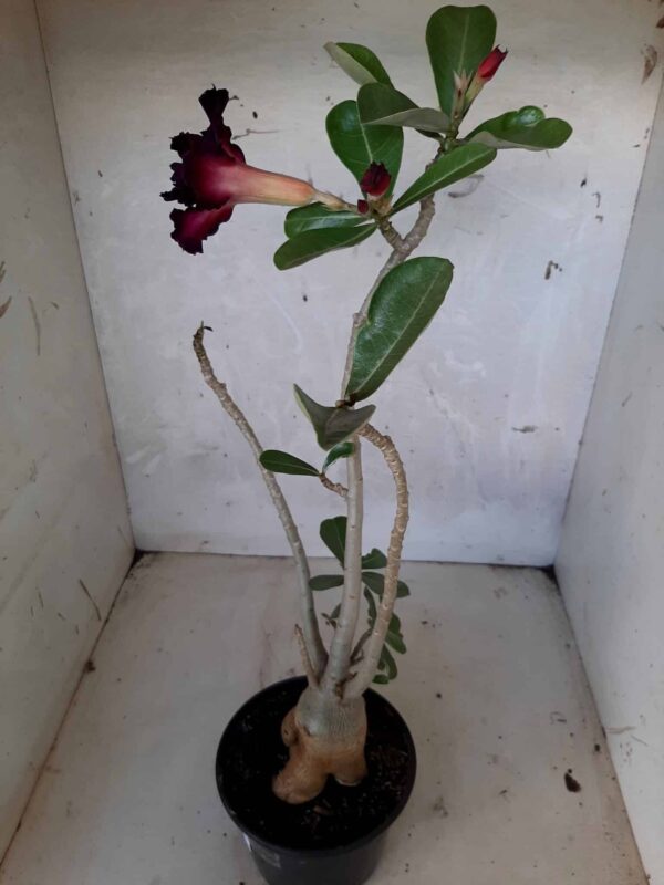 Planta Dobrada 1622 – 35cm – 02 anos - Imagem 5