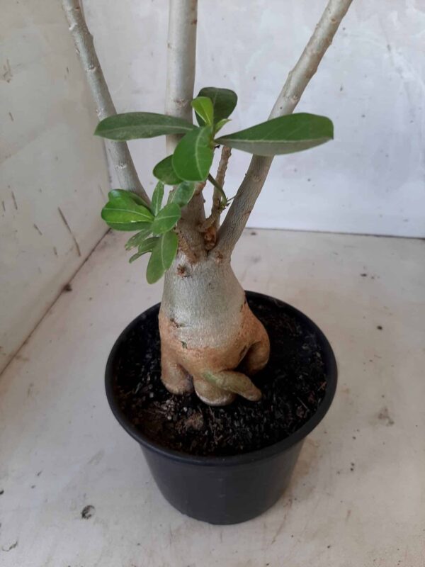 Planta Dobrada 1622 – 35cm – 02 anos - Imagem 6