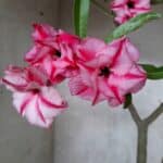 Planta Dobrada 1649 – 35cm – 02 anos