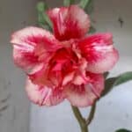 ENXERTO 10580 – 30cm (cor LM 402)