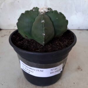 ASTROPHYTUM cv KIKKO Nº 65 – vaso 15
