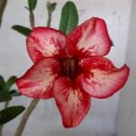 Planta Simples 1641 – 30cm – 01 ano