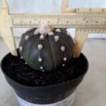 ASTROPHYTUM ASTERIAS “Purple” Nº 76 – vaso 11