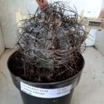 ASTROPHYTUM CAPRICÓRNIO Nº 231 – vaso 20