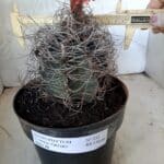 ASTROPHYTUM CAPRICÓRNIO Nº 232 – vaso 20