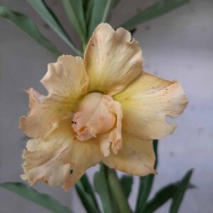 Planta Dobrada 1669 – 30cm – 01 ano
