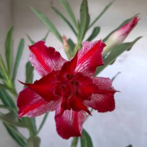 Planta Dobrada 1690 – 30cm – 01 ano