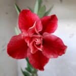 Planta Dobrada 1708 – 30cm – 01 ano