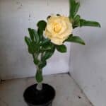 Planta Dobrada 1709 – 30cm – 01 ano