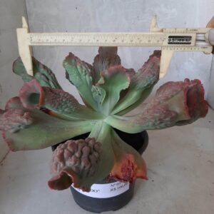 Echeveria Gibbiflora "ANJO CAIDO" - Nº 01 - vaso 15