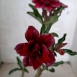 ENXERTO 10859 – 25cm (cor LM 434)