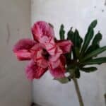 ENXERTO 10870 – 25cm (cor LM 692)