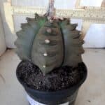 ASTROPHYTUM cv KIKKO   Nº 209 – vaso 15