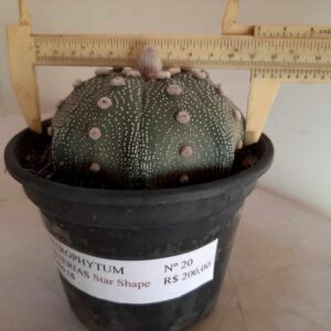 ASTROPHYTUM ASTERIAS STAR SHAPE Nº 20 – vaso 15