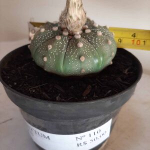 ASTROPHYTUM ASTERIAS   Nº 110 – vaso 11