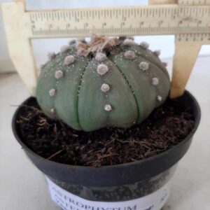 ASTROPHYTUM ASTERIAS   Nº 111 – vaso 11