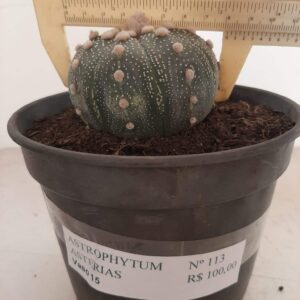 ASTROPHYTUM ASTERIAS   Nº 113 – vaso 15