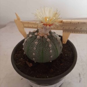 ASTROPHYTUM ASTERIAS   Nº 93 – vaso 15