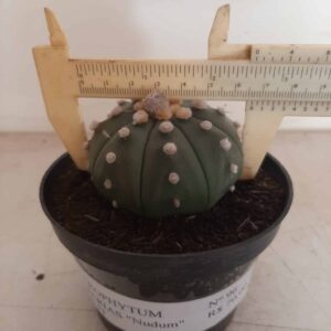 ASTROPHYTUM ASTERIAS "Nudum"  Nº 96 – vaso 11