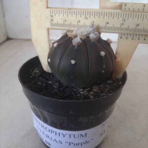 ASTROPHYTUM ASTERIAS “Purple” Nº 138 – vaso 09