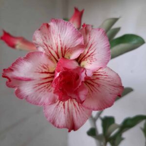 Planta Dobrada 1771 – 30cm – 02 anos