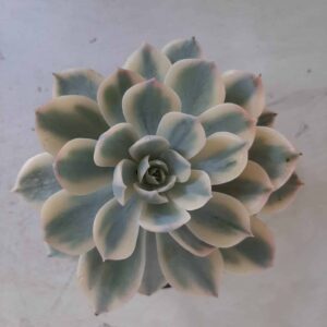 Echeveria  Subsessilis VARIEGATA - Nº 04 - Cuia 13