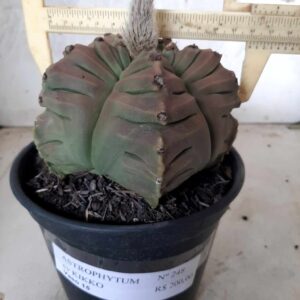 ASTROPHYTUM cv KIKKO   Nº 248 – vaso 15