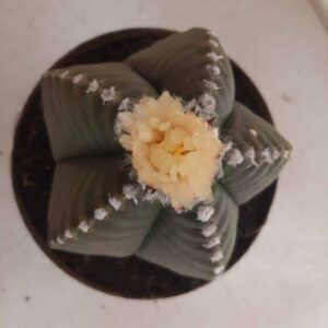 ASTROPHYTUM cv KIKKO   Nº 271 – vaso 20
