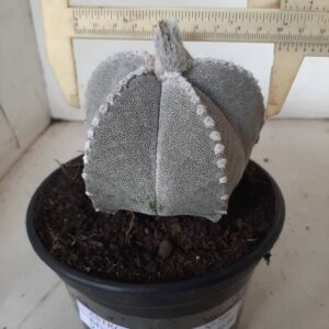 ASTROPHYTUM MYRIOSTIGMA  Nº 290 – vaso 15