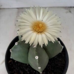 ASTROPHYTUM MYRIOSTIGMA "NUDUM" Nº 289 – vaso 15