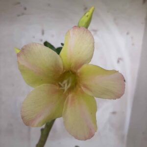 Planta Simples 1732 – 25cm – 01 ano