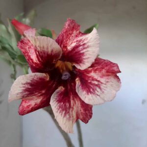 Planta Simples 1763 – 30cm – 01 ano