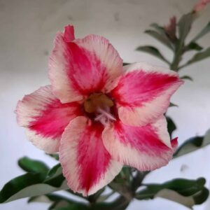 Planta Simples 1765 – 30cm – 01 ano
