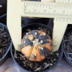 ASTROPHYTUM ASTERIAS “Purple” VARIEGATA (Rafaela G Lacava)