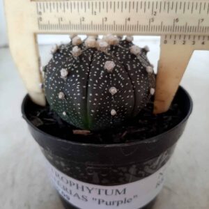 ASTROPHYTUM ASTERIAS “Purple” Nº 160 – vaso 09