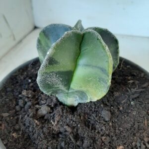 ASTROPHYTUM MYRIOSTIGMA "VARIEGATA" Nº 285 – vaso 15