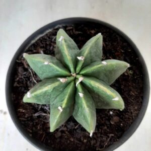 ASTROPHYTUM MYRIOSTIGMA "Multicostatum NUDUM - 8 quinas "  Nº 300 – vaso 15
