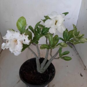 Planta Dobrada 1772 – 25cm – 01 anos "VARIEGATA - BRANCA"